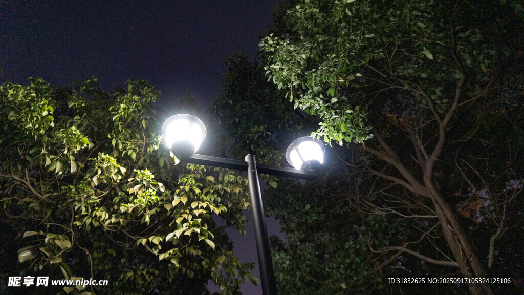夜晚路灯下的葱郁树木