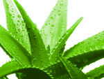 带水珠的鲜绿芦荟叶片