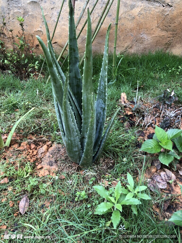 芦荟植物生长于草地间