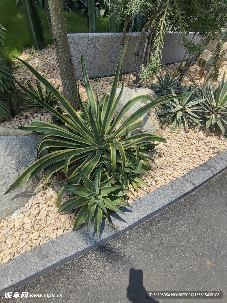庭院中的龙舌兰植物景观