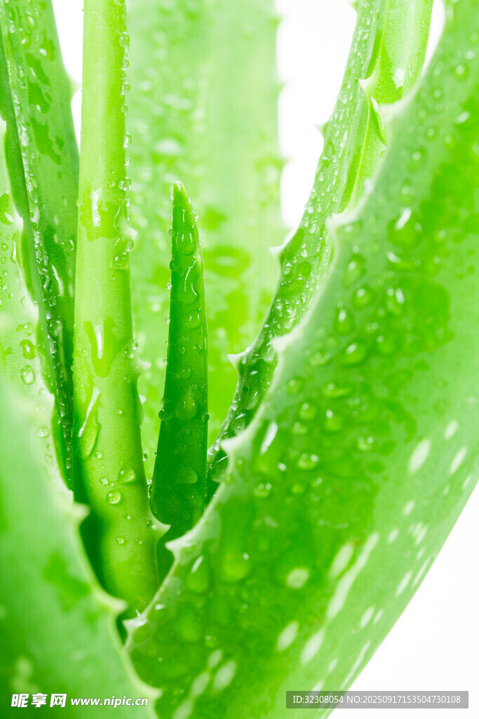 翠绿芦荟叶片带晶莹水珠