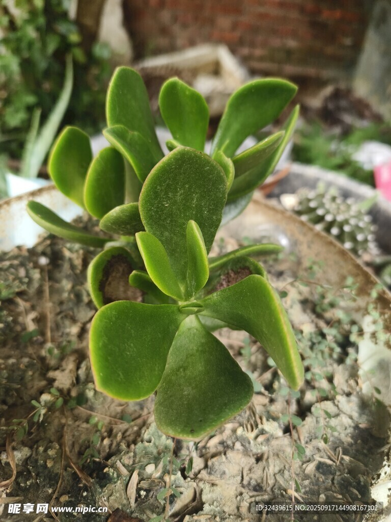 小巧翠绿多肉植物特写