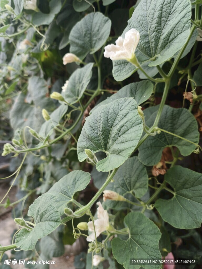 瓜藤绽放小白花