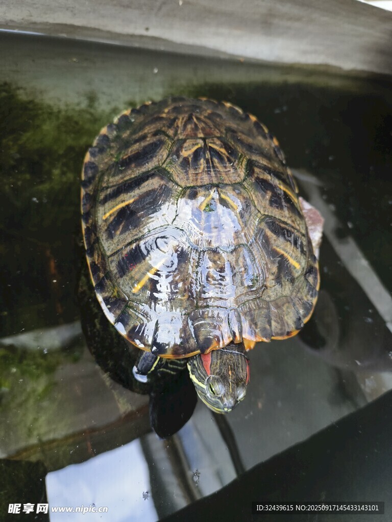 缸中的花纹乌龟