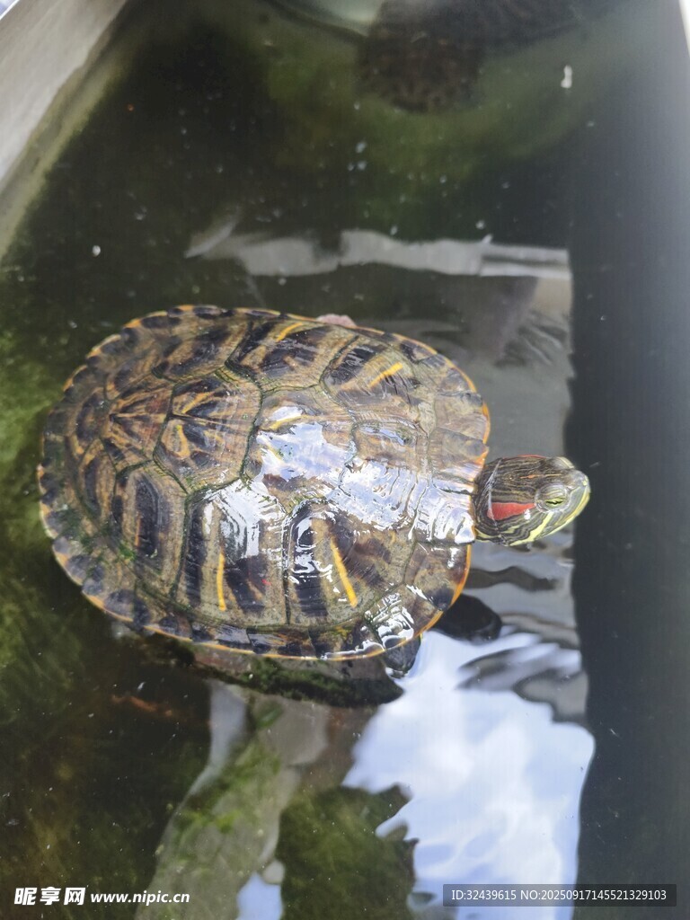 花纹乌龟水中休憩