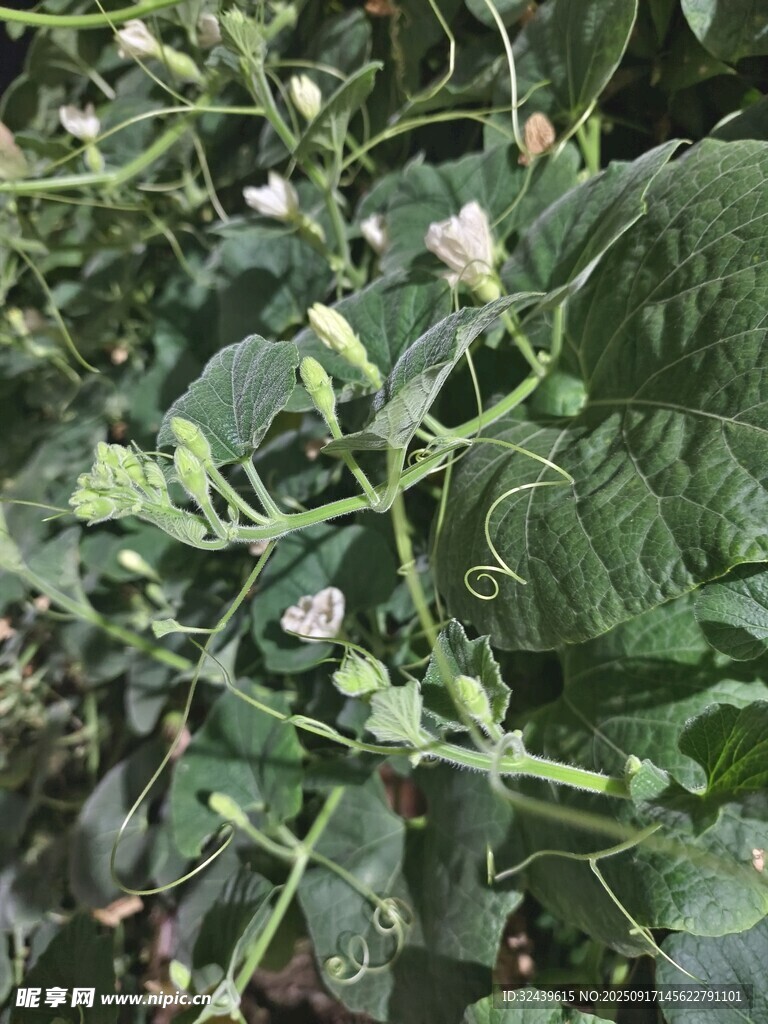 绿叶丛中的小花