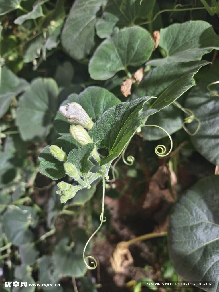 绿叶丛中的紫色小花