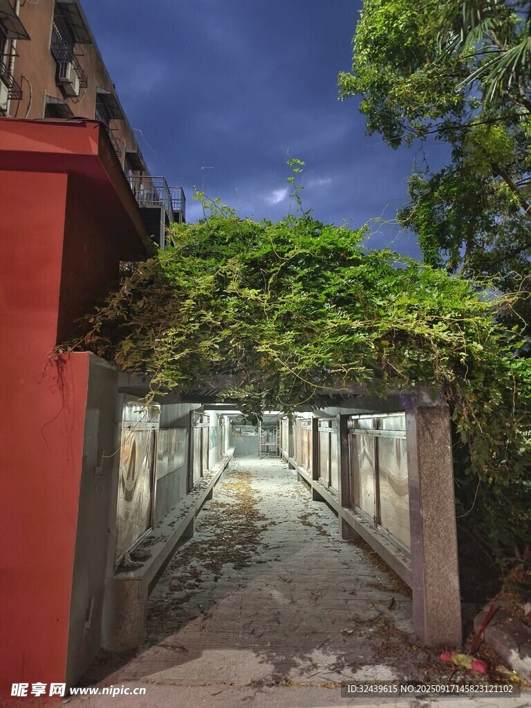 夜幕下的绿植覆盖小巷