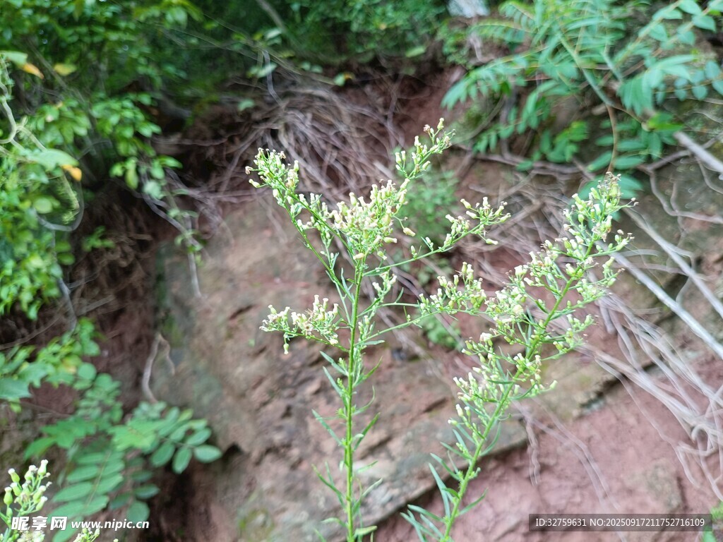 岩石旁生长的绿色植物