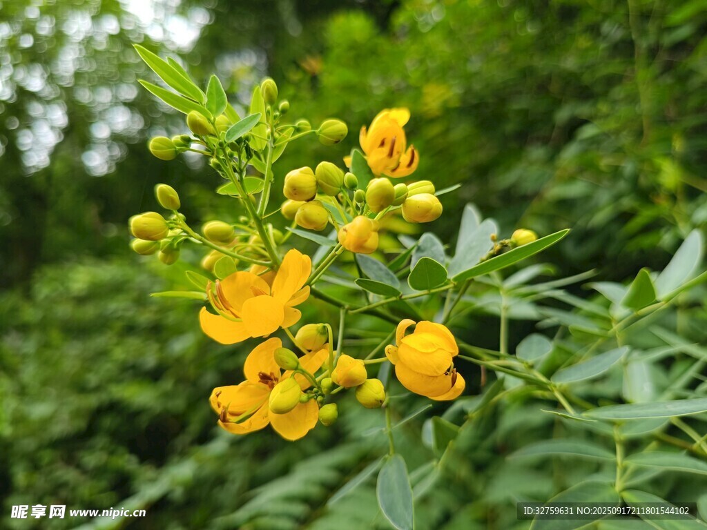 枝头绽放的黄色小花