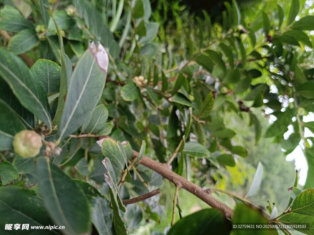 枝头绿叶间的奇特果实