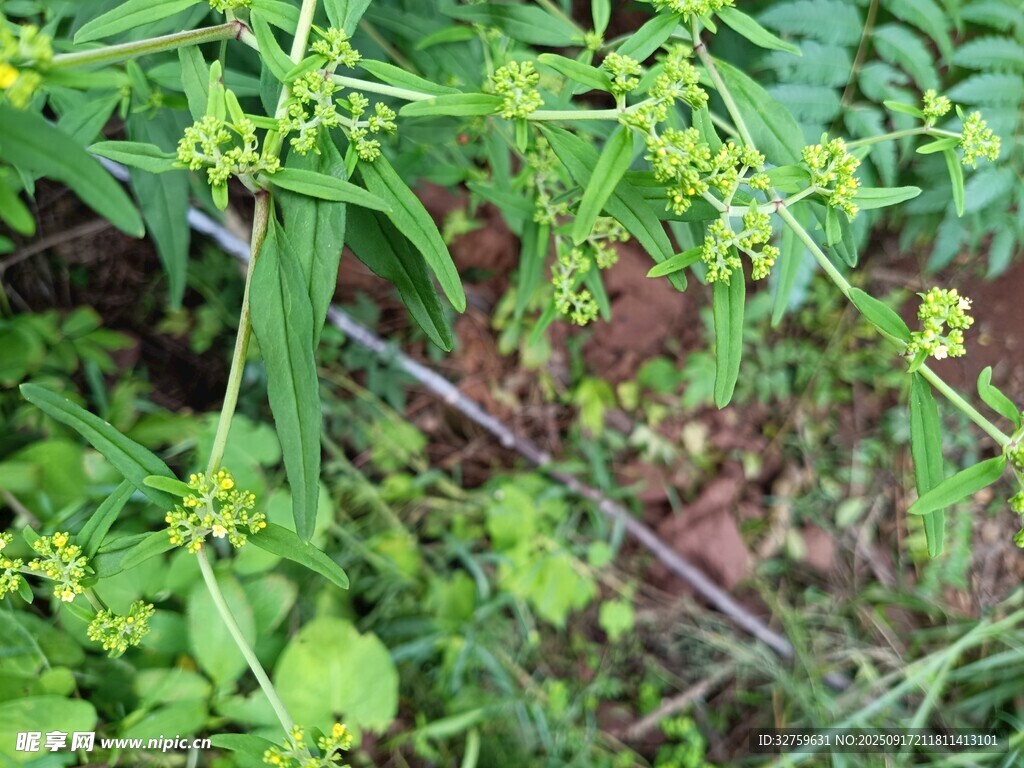 野外繁茂的绿色植物