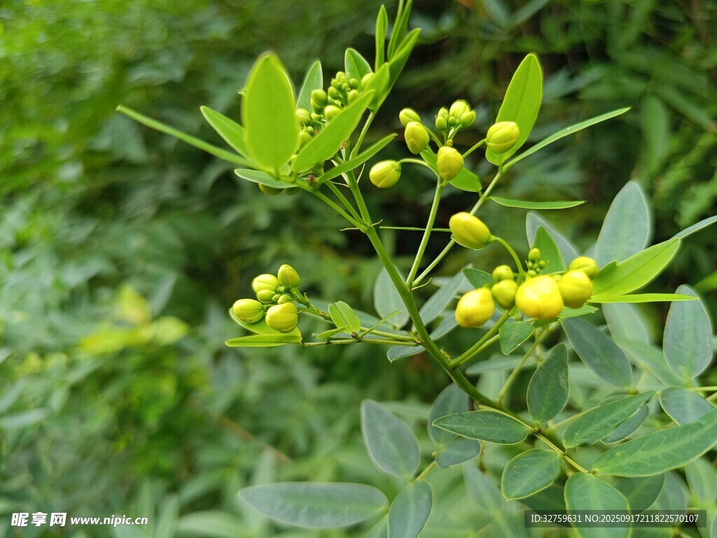 枝头黄果绿叶植物景观