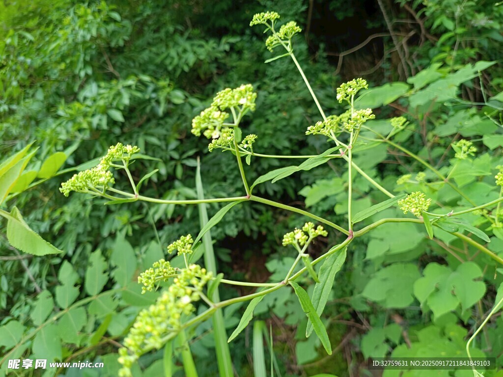 绿色植物中的黄色小花