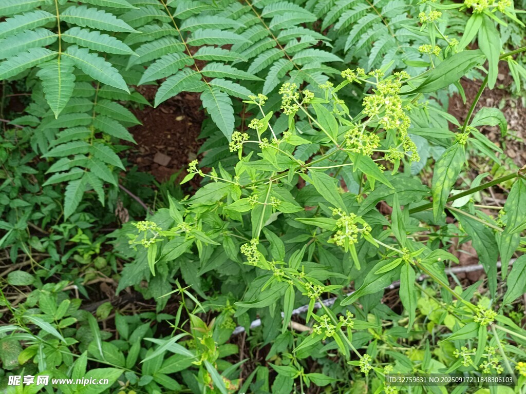 翠绿蕨类与繁茂野草