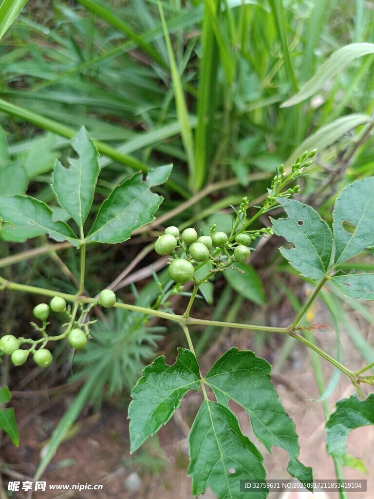 绿色植物上的未成熟果实