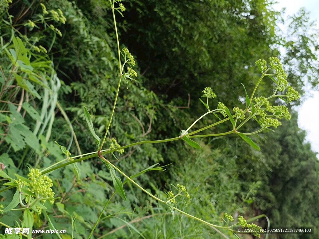 山间繁茂藤蔓植物景观
