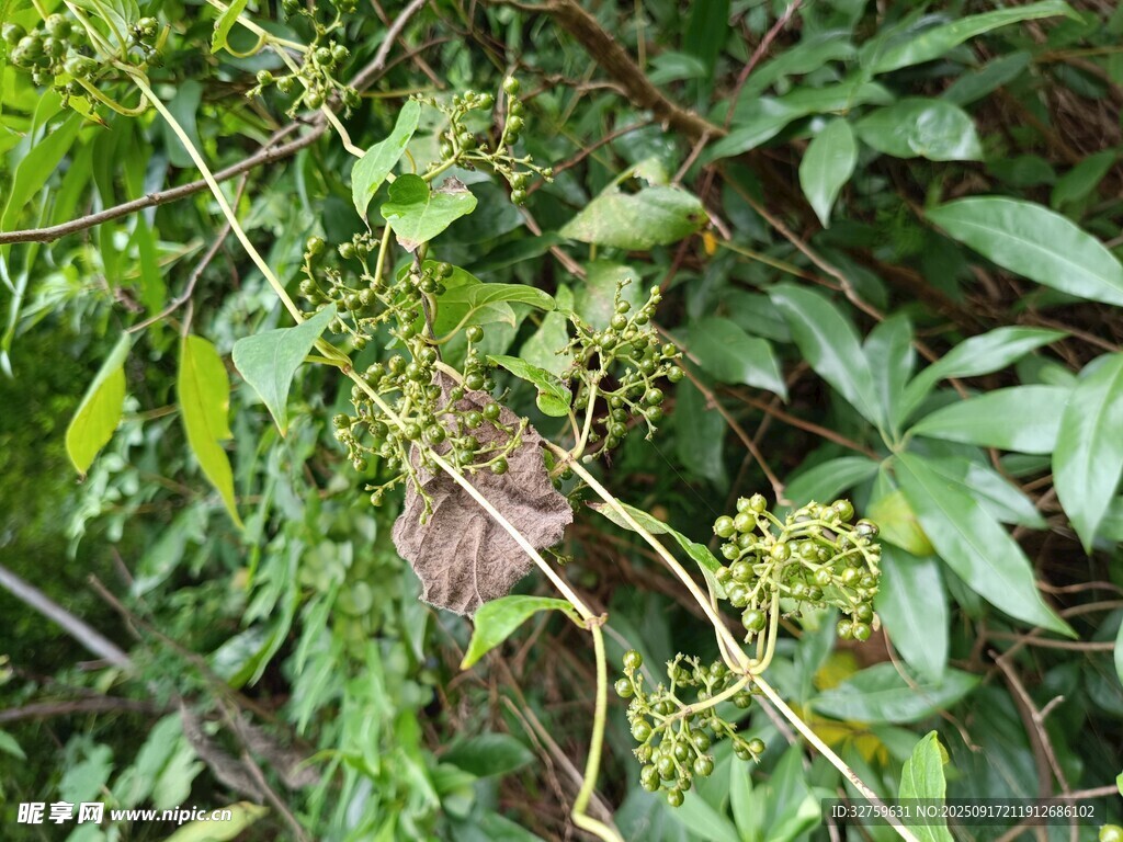 藤蔓上的绿色小果实