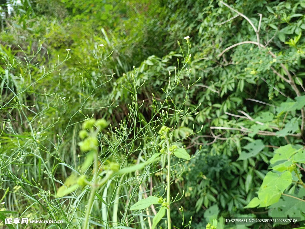 繁茂绿植景观