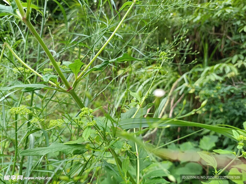 野外繁茂的绿色植物