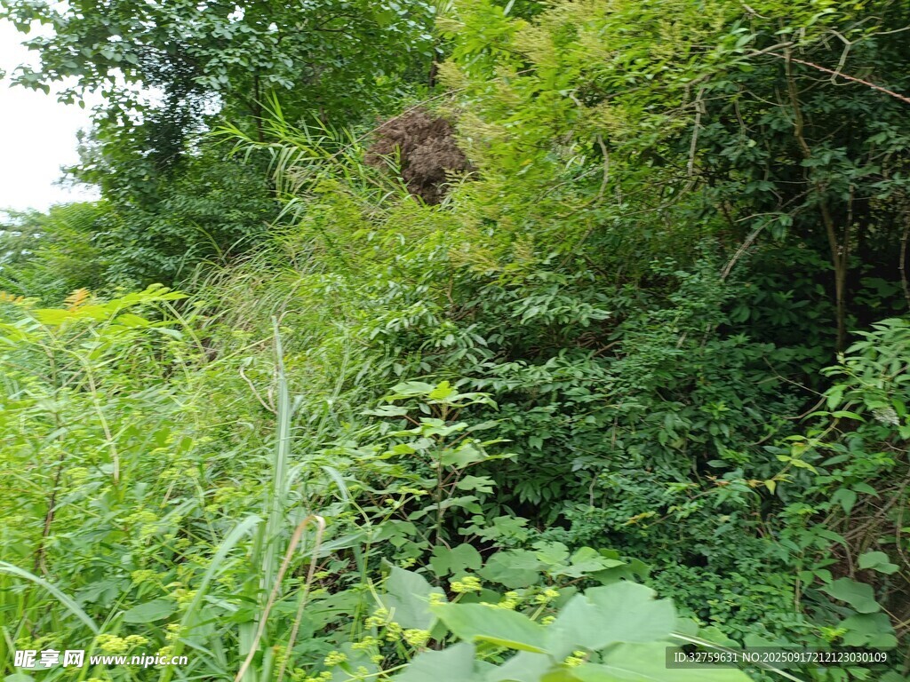 野外繁茂绿植中的鸟巢