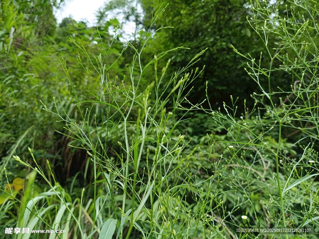 茂密丛林中的绿色植被