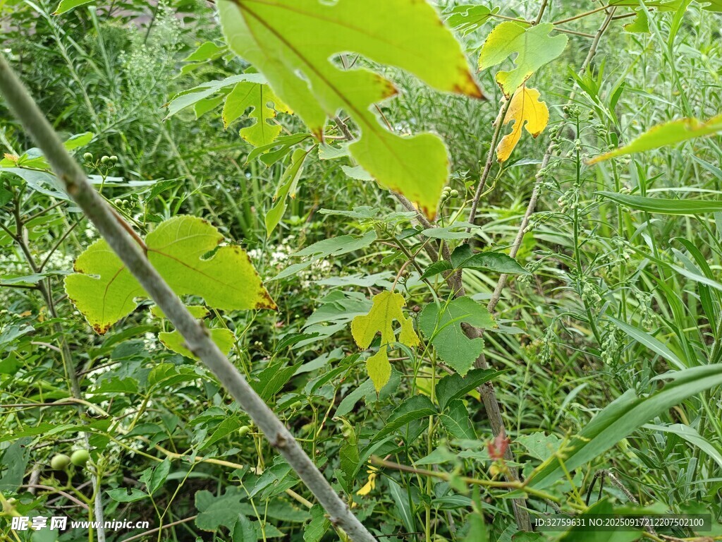 繁茂绿植景观