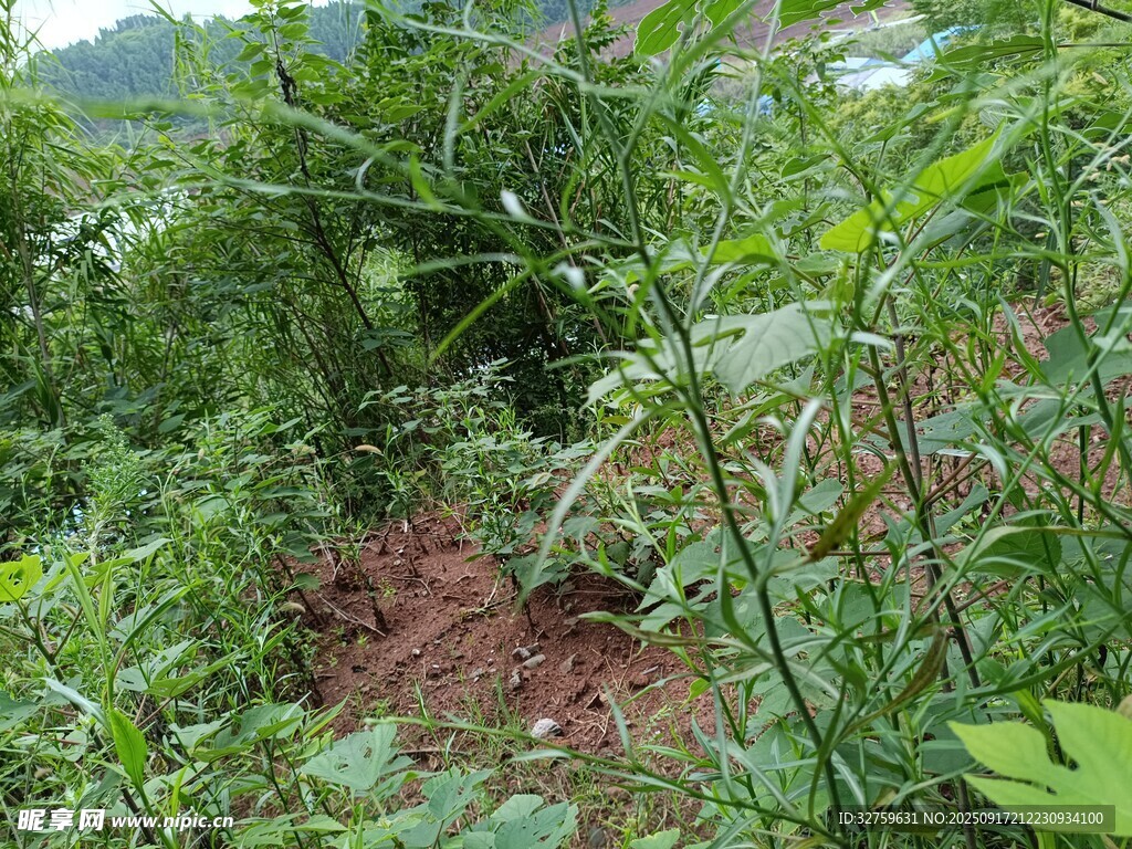 野外繁茂绿植与裸露土地