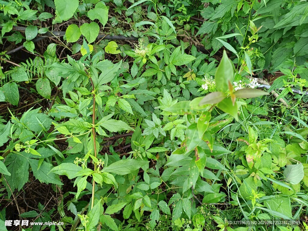 繁茂绿植景观