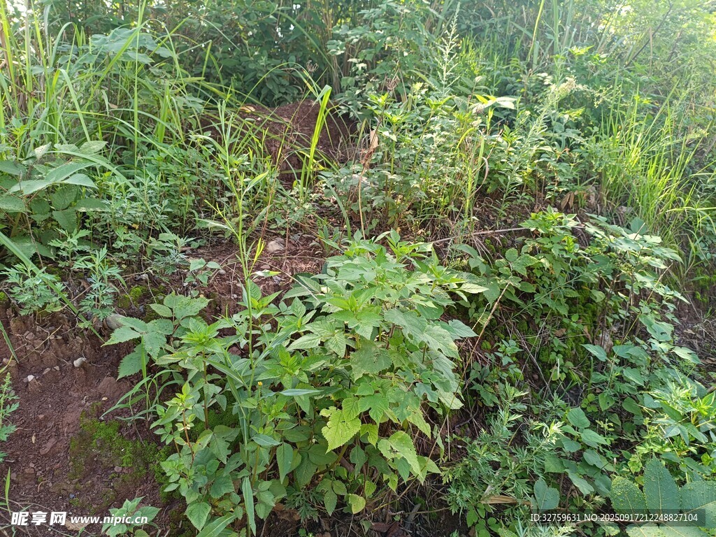 繁茂绿植 