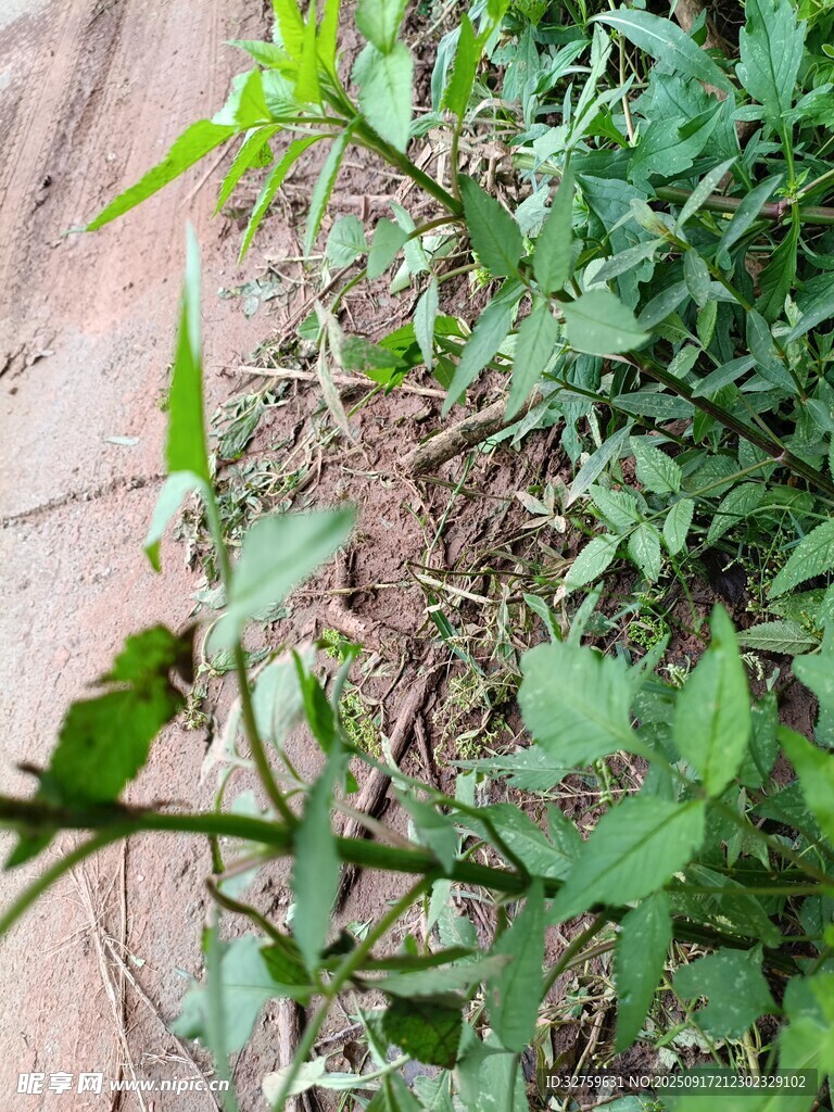 地面生长的绿色植物