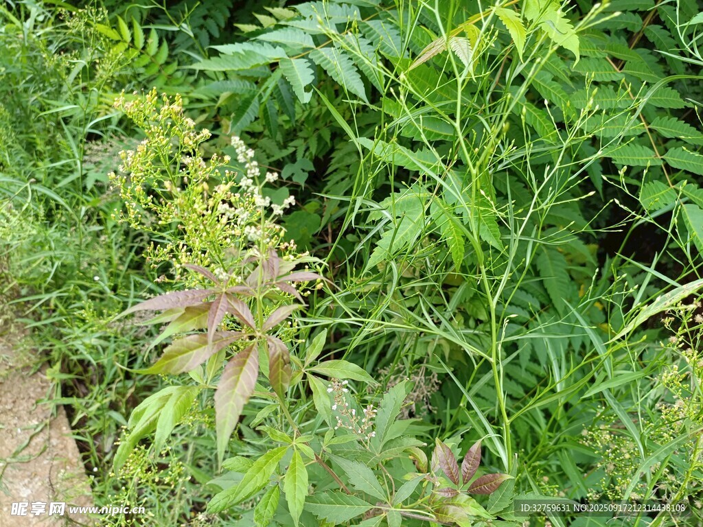 繁茂绿植景观