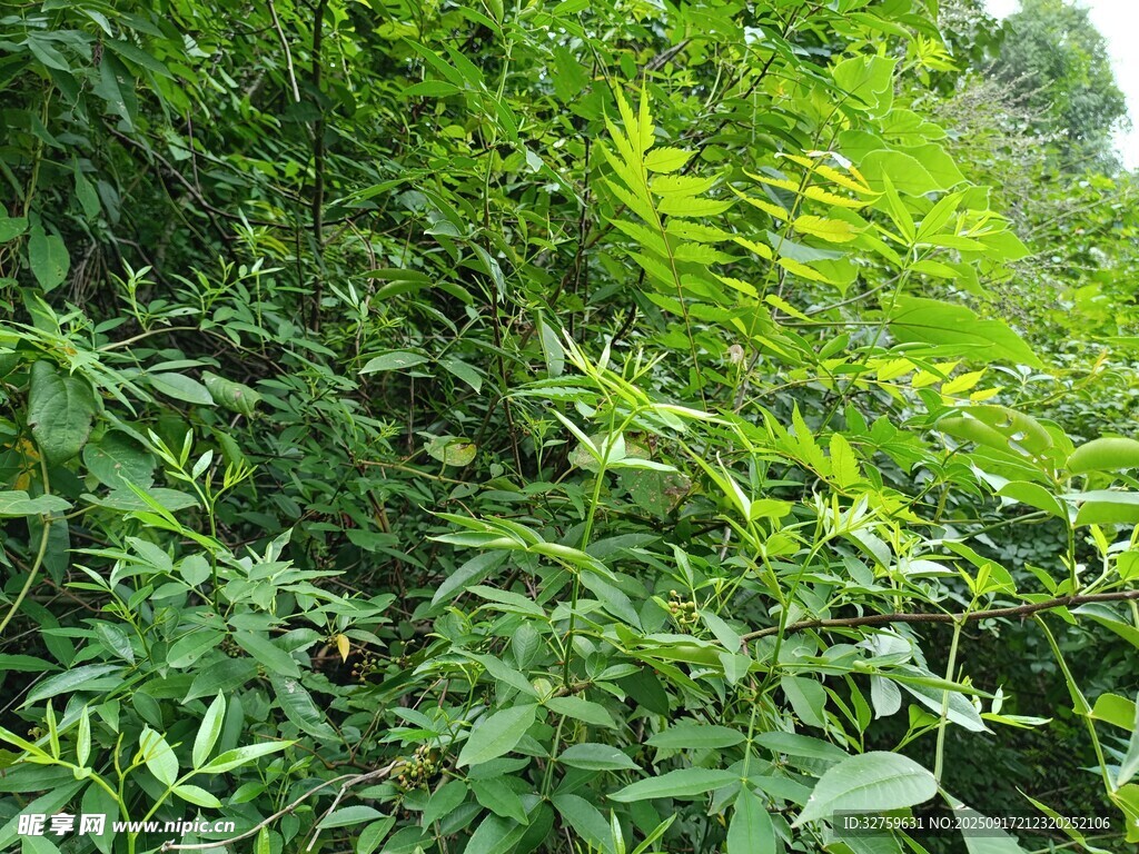 繁茂绿植景观