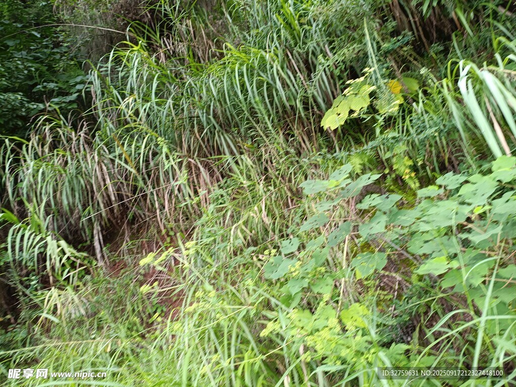 野外繁茂的绿色植物景观
