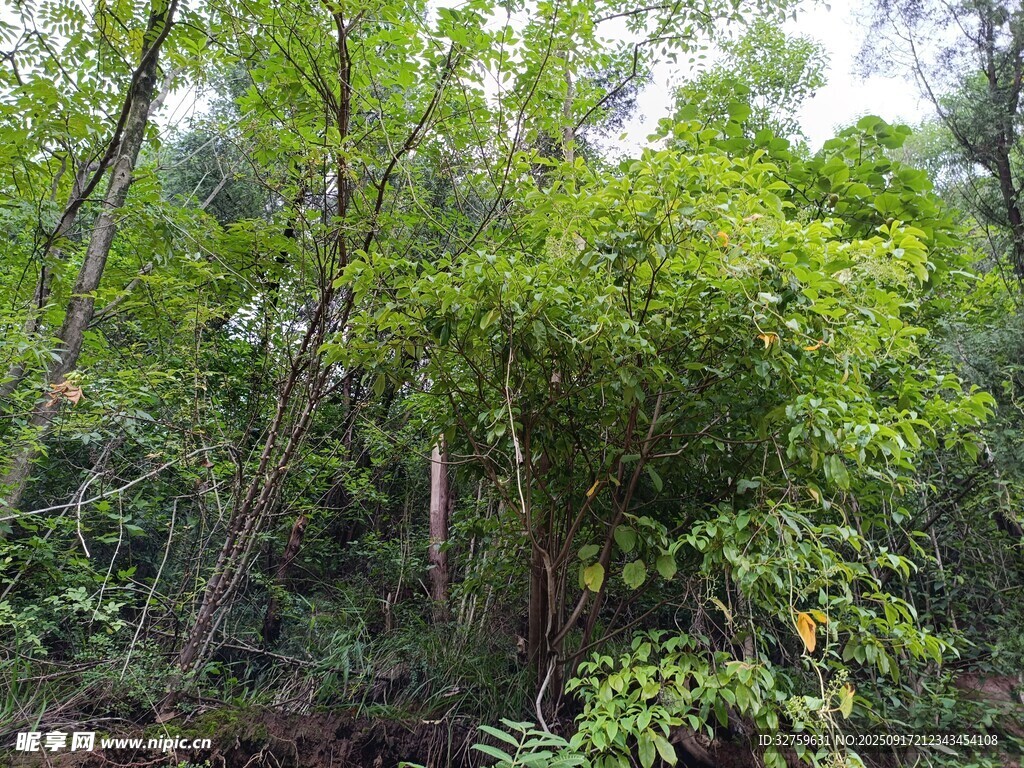 茂密丛林绿意盎然