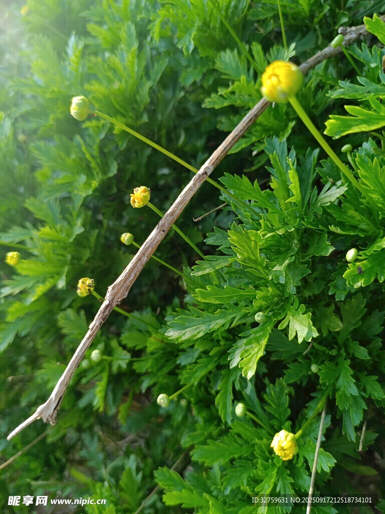 草丛中的黄色小花与细枝