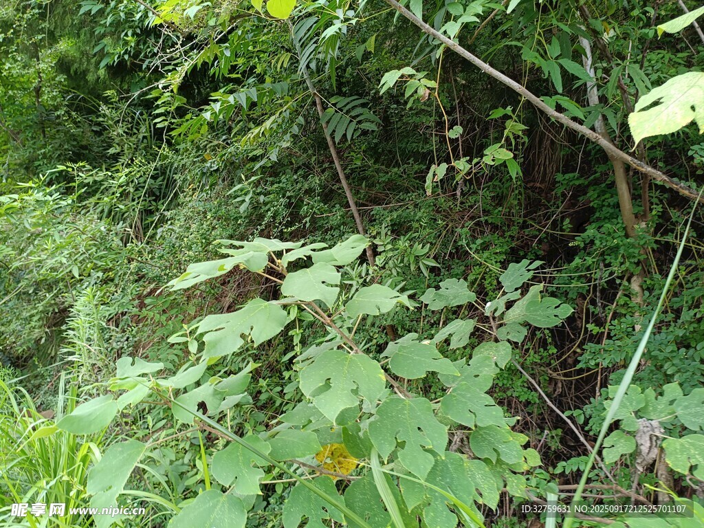 繁茂绿植中的黄色小花