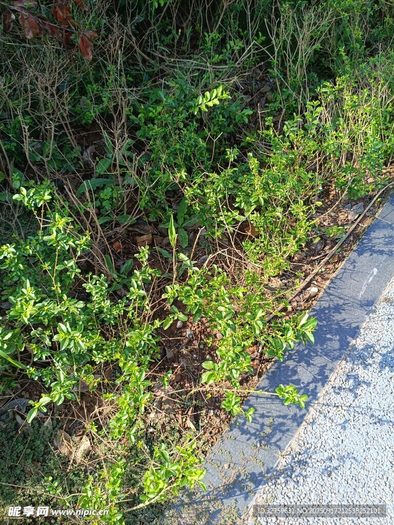路边绿意盎然的植物景观