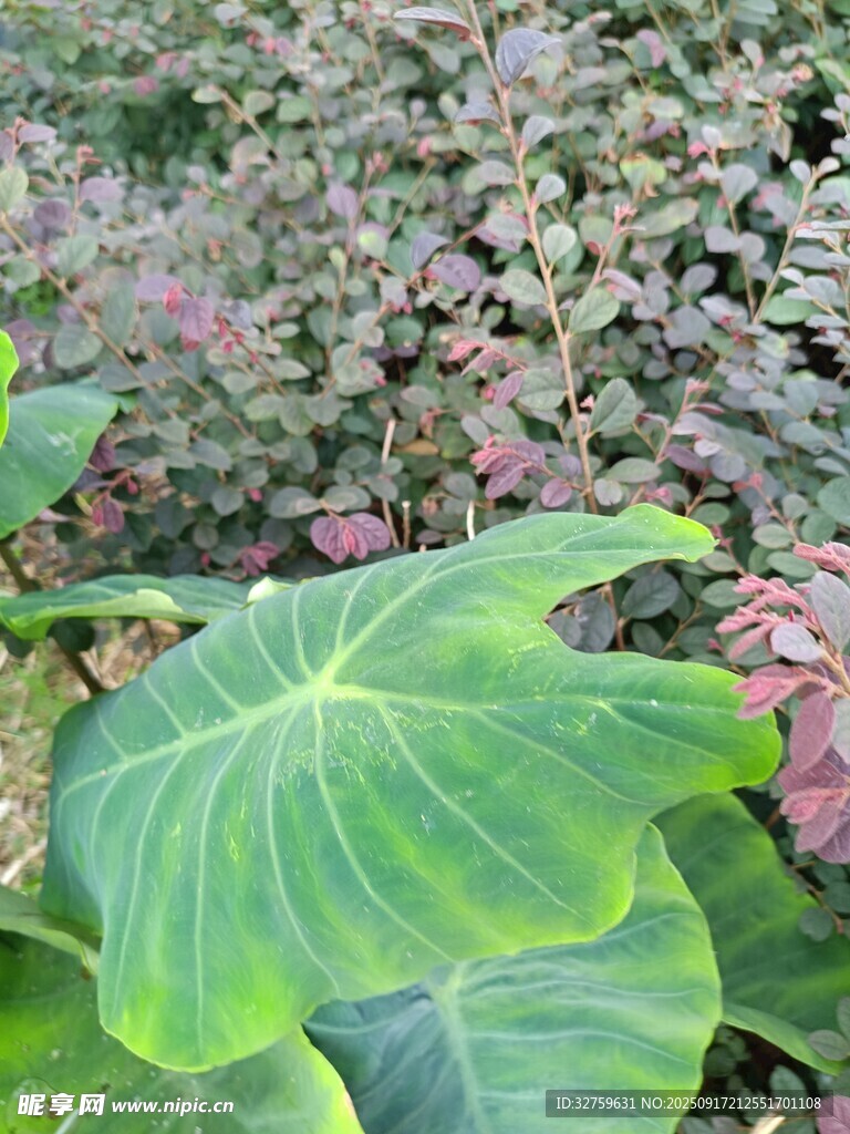 绿叶与多彩植物相映成趣