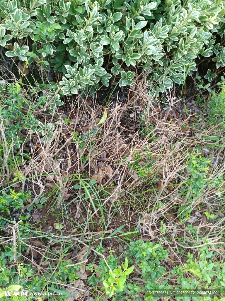 野外繁茂的绿植景观