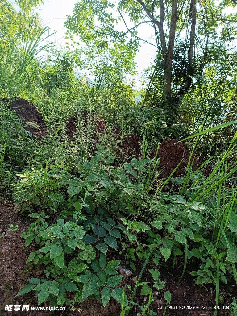 野外繁茂的绿植景象