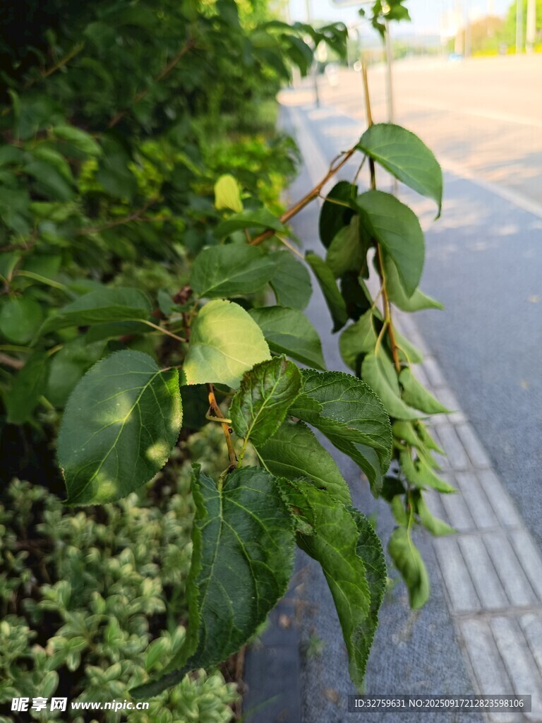 路边翠绿繁茂的植物