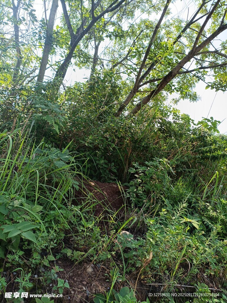 繁茂林间小道