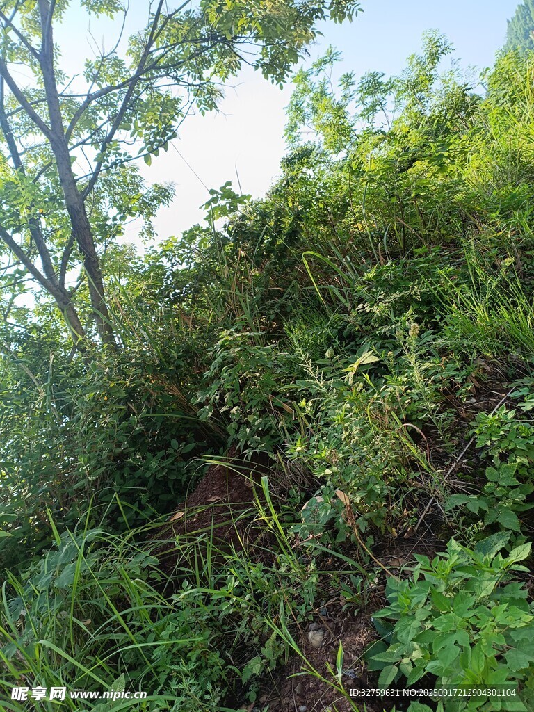 山坡上的繁茂绿植