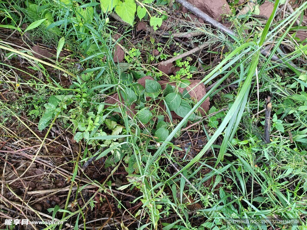 地面上的繁茂绿色植物