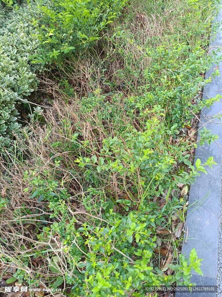 路边繁茂绿植景观