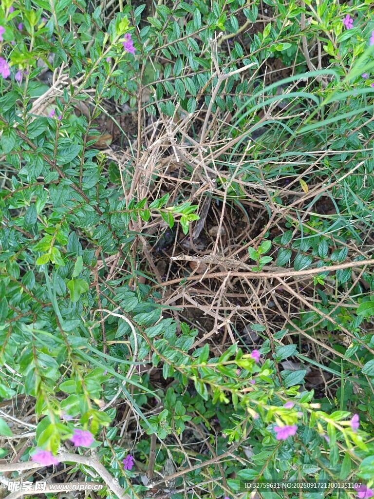野外繁茂绿植与杂草