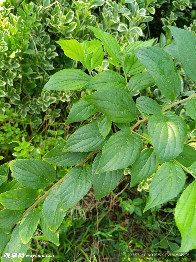 绿叶植物特写