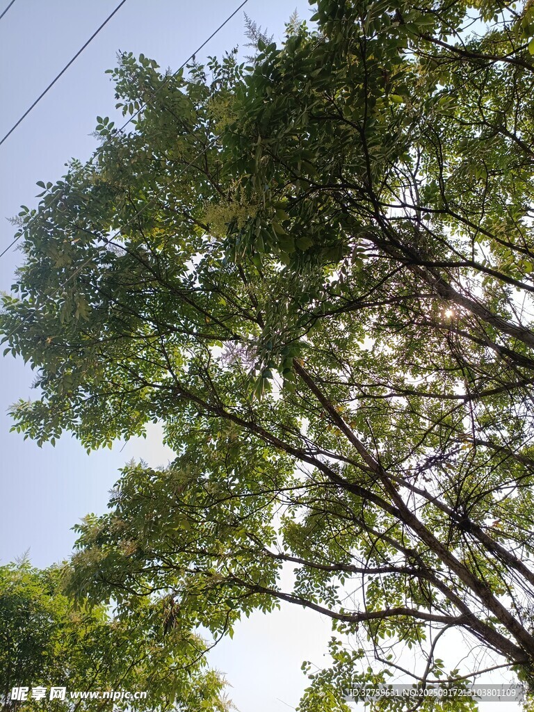 仰视茂密绿树树冠