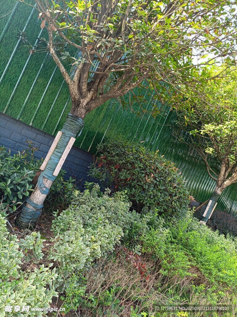 园林绿植景观中的树木